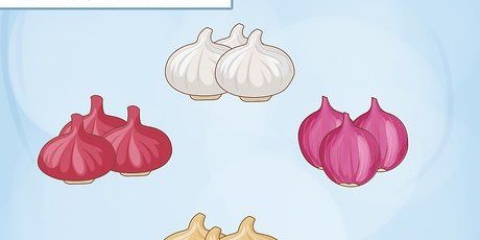 Cipolle in crescita