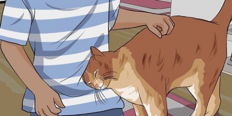 Districare la pelliccia del gatto