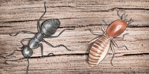 Sbarazzati delle formiche carpentiere