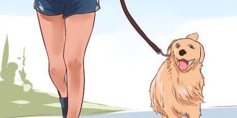 Amare il tuo cane