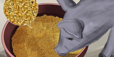 Nutrire i maiali