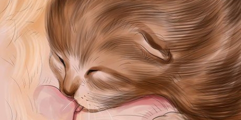 Presentazione del cibo solido ai gattini