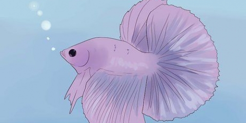 Determinare se il tuo pesce betta è malato