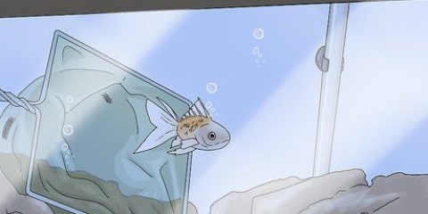 Determinare se il tuo pesce è morto