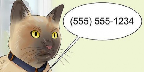 Muoversi con un gatto