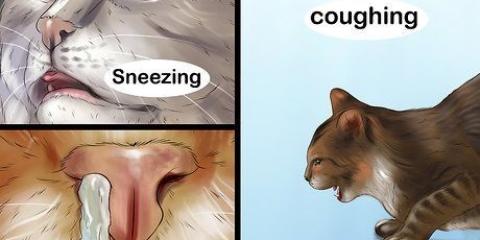 Curare un raffreddore in un gatto