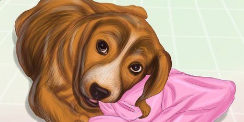 Ferma il comportamento distruttivo nei cani