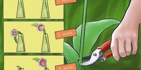 Prendersi cura dei tulipani appena raccolti