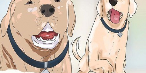Costruire la fiducia con un cane maltrattato