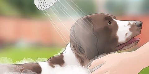Tieni le mosche lontane dai cani