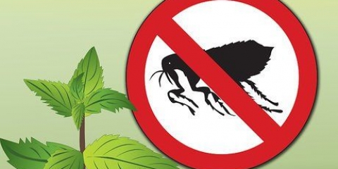 Rimuovere le pulci con la menta piperita