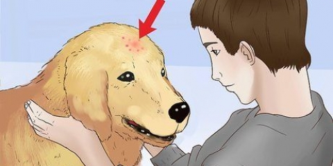 Trattare i morsi delle pulci nei cani