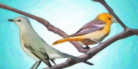 Attirare gli uccelli
