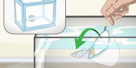 Prendersi cura dei cuccioli di guppy