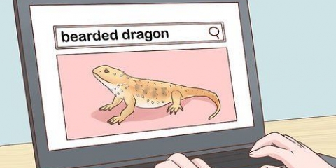 Prendersi cura di un drago barbuto