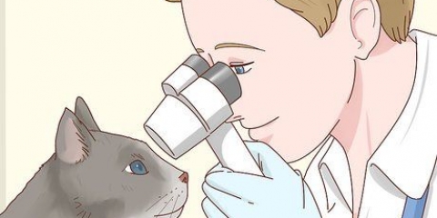 Prendersi cura di un gatto cieco