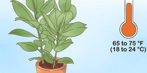 Prendersi cura di un ficus