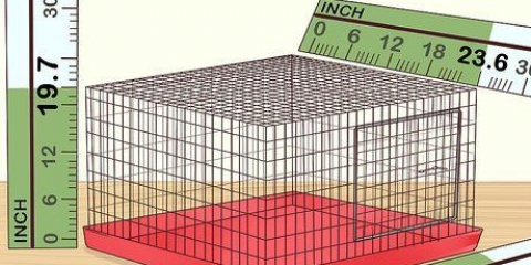 Prendersi cura di un pappagallino