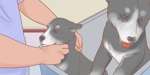 Prendersi cura di un husky