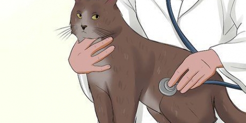 Prendersi cura di un gatto con felv