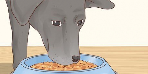 Prendersi cura di un labrador retriever