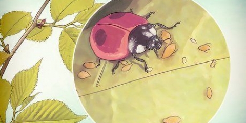 Prendersi cura di una coccinella