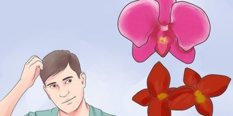 Prendersi cura di un'orchidea in casa