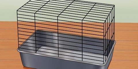 Prendersi cura di un criceto nano russo