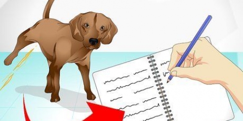 Prendersi cura di un cane malato