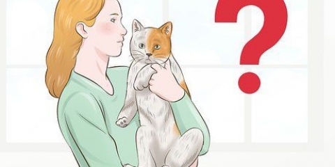 Prendersi cura del proprio animale domestico