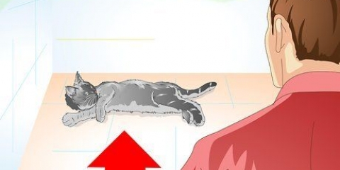 Prendersi cura del proprio gatto dopo la sterilizzazione o la sterilizzazione