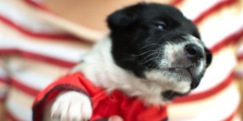 Prendersi cura dei cuccioli