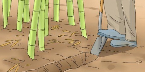 Impedire al bambù di diffondersi nel tuo giardino