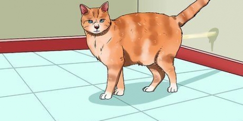 Impedire al tuo gatto di fare pipì in casa