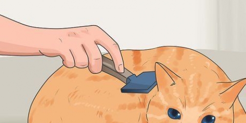 Impedire ai gatti di perdere pelo