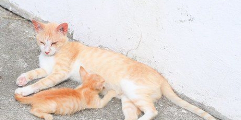 Impedire ai topi di entrare in casa