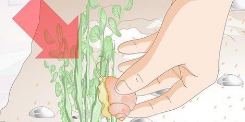Tenere le lumache d'acqua