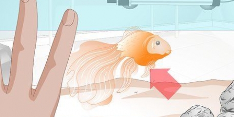 Curare l'idropisia nel pesce rosso