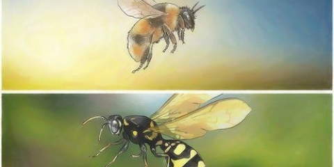 Uccidere le vespe