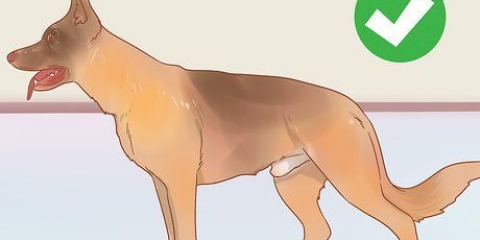 Sapere se un maschio è fertile