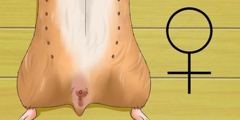 Sapere se il tuo criceto è incinta