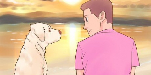 Scopri se piaci di più al tuo cane
