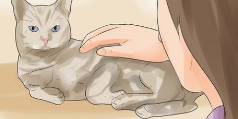 Sapere se il tuo gatto sta morendo