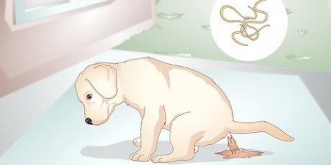 Sapere se il tuo cucciolo ha i vermi
