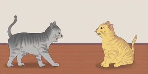 Sapere se i gatti stanno giocando o litigando
