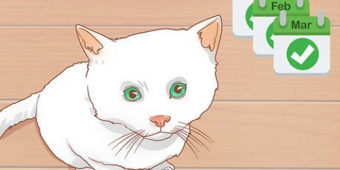 Sapere quando un gattino è abbastanza grande per essere sterilizzato o sterilizzato