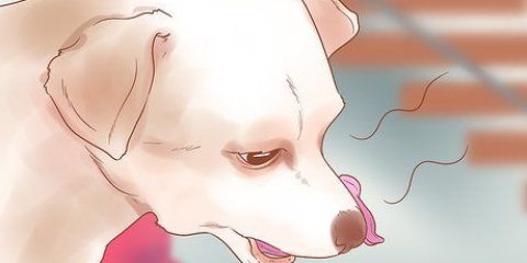 Sapere quando il tuo cane è malato