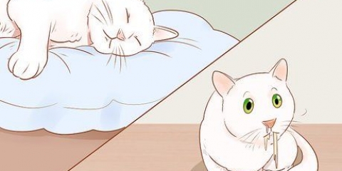 Sapere quando il tuo gatto è malato