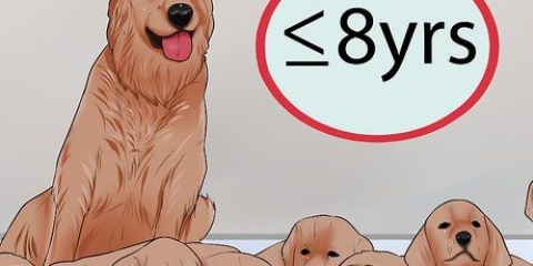 Sapere quando smettere di allevare un cane femmina