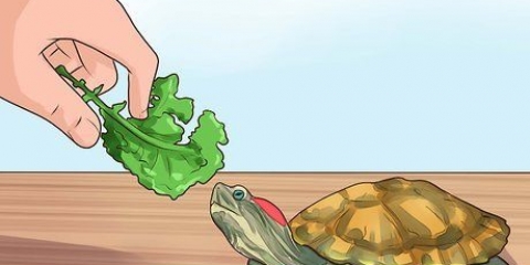 Sapere cosa dare da mangiare a una tartaruga